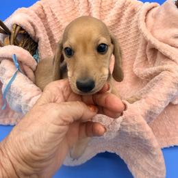 Alex - Cream male Dachshund puppy in Gavilan Hills, California from Bacchanal Kennel/Ranch