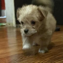 "Champ" Morkie Puppies from Derisha's Morkies
