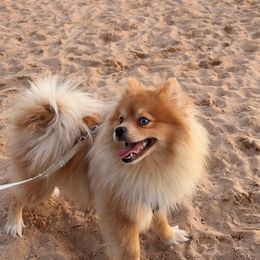 Pomeranian and Pomsky All Grown Up from Southern Poms of Texas