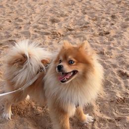 Pomeranian and Pomsky All Grown Up from Southern Poms of Texas