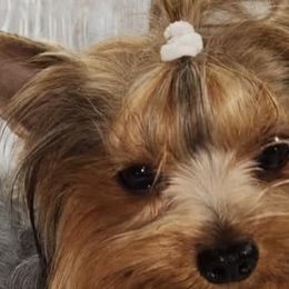 Yorkshire Terriers from Nana's Yorkie Crew