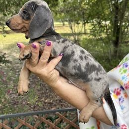 Dapple 2 - Dapple male Dachshund puppy in Brooksville, Florida from Ween Acres