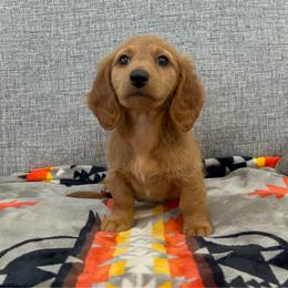 Eleanor - Red female Dachshund puppy in Gainesville, Texas from Diamond B Doxies
