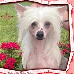Mercedes - Chinese Crested