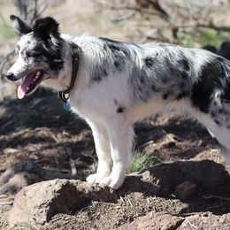 Chevy - Border Collie