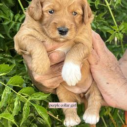Purple collar girl - Apricot female Goldendoodle puppy in Fairfield, California from Twin Sisters Doodles