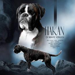 Sam - Boxer