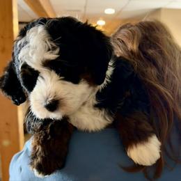 Lulu - Tri-color female Bernedoodle puppy in Wellsville, Kansas from Fancy Farm Manor Doodles