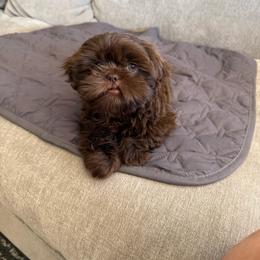 Carrot - Liver male Shih Tzu puppy in Jones, Oklahoma from J&R Aussies/Shih Tzu