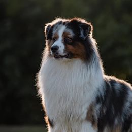 Australian Shepherds from Cork Tree Australian Shepherds