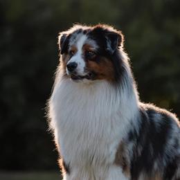 Australian Shepherds from Cork Tree Australian Shepherds