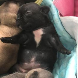 French Bulldog Puppies from Bourbon Trail Frenchies