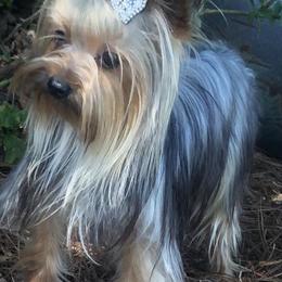 Yorkshire Terrier All Grown Up from Silver Lining