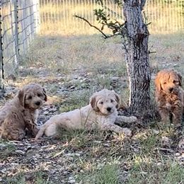 Goldendoodle Puppies from Grace of God Goldendoodles