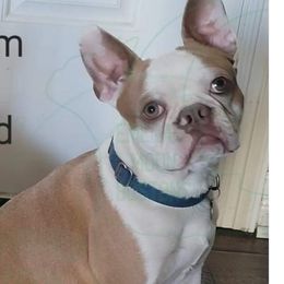 Finn - Boston Terrier