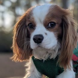 Cavapoos from Crystal Coast Cavapoodles