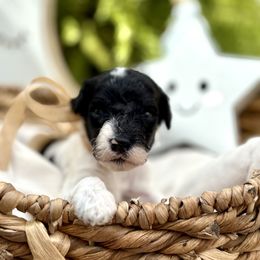 Mocha - Parti male Goldendoodle puppy in Palm Beach, Florida from Cuddly Doodles