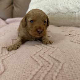 Rusty - Red  male Goldendoodle puppy in Chesnee, South Carolina from Megan’s Spoiled Standards