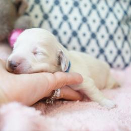 Kristoff - Cream male Dachshund puppy in Big Rapids, Michigan from 30 Acre Woods Dachshunds