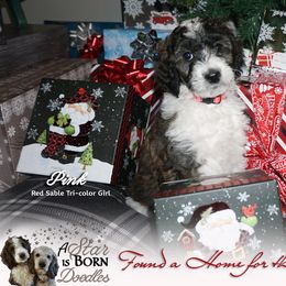 Bernedoodle Puppies from A Star is Born Doodles