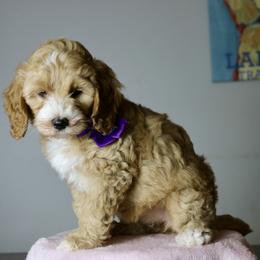 Waffles - Red female Australian Labradoodle puppy in Milton, North Carolina from Good Day Doodles