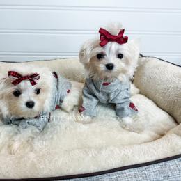 Mal-Shi and Maltese Puppies from Petite Pawz