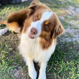 Ranger - Miniature American Shepherd