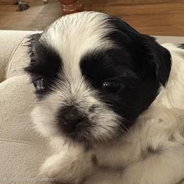 Male 2 - Black and white male Shih Tzu puppy in Riverview, Florida from Dancing Sun Breeding