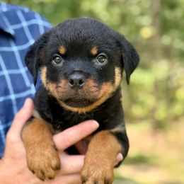 Boy 1 - Black and mahogany male Rottweiler puppy in Gloster, Mississippi from Mississippi Rottweilers