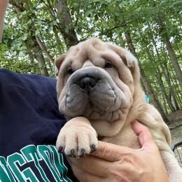 Kevin - Isabella dilute male Chinese Shar-Pei puppy in Statesville, North Carolina from Red Clay's Chinese Shar-pei