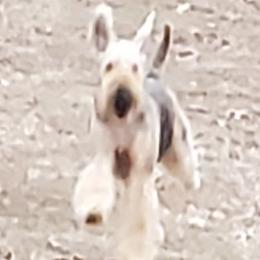 Airedale Terriers from Arily Airedales