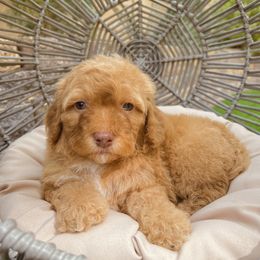 Bernedoodle and Goldendoodle Puppies from Dose of Doodles