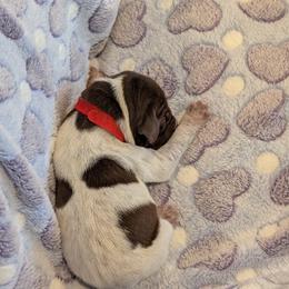 German Shorthaired Pointer Puppies from Hanaway GSPs