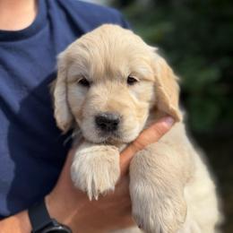 Cricket - Light golden female Golden Retriever puppy in Colville, Washington from Columbia Ridge Goldens