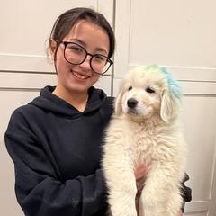BlueGreen Boy - White male Maremma Sheepdog puppy in Kings County, California from Prancing Pony Farm Maremma Sheepdogs