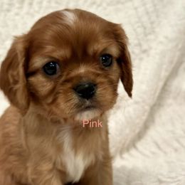 Cavalier King Charles Spaniel Puppies from Rhonda Davis