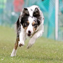 Border Collies, Golden Retrievers, and Sporty Mixes from Kreger's K9s