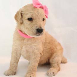 Poodle Puppies from It's A Poodle Parti