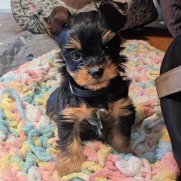 Yorkshire Terrier Puppies from Yorkies of Julington Creek