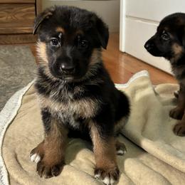 Betty - Black and red female German Shepherd puppy in Rancho Cucamonga, California from Abbeys Golden Retriever  and German Shepherd Puppies