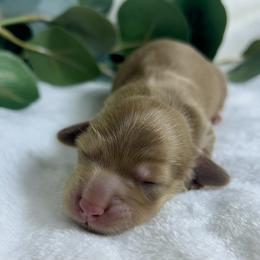 Chocolate and Cream - Chocolate and cream female Dachshund puppy in Nampa, Idaho from Long_and_Low_Dachshunds