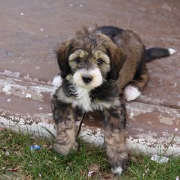 Bernedoodle, Goldendoodle, and Poodle Puppies from Raintree Standard Poodles & Mini Doodles