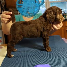 Poodle Puppies from Shallow Bay Standard Poodles