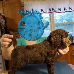 Poodle Puppies from Shallow Bay Standard Poodles