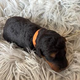Thomas - Black and tan male Airedale Terrier puppy in Huntersville, North Carolina from Cool Hand Luke Kennels