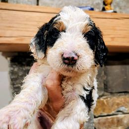 Turtle - Phantom male Bernedoodle puppy in Pollock Pines, California from Ten Acre Wood Doodles