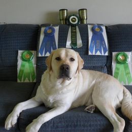 Labrador Retriever All Grown Up from Holleigh Brook Labradors