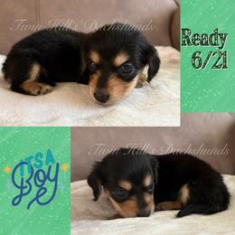 Ivory's Green - Black and cream male Dachshund puppy in Jonesboro, Illinois from Twin Hills Dachshunds