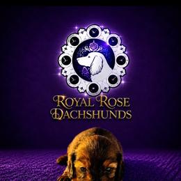 Bee - Red female Dachshund puppy in Ramona, California from Royal Rose Dachshund Family