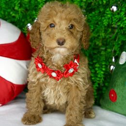Nova - Parti female Goldendoodle puppy in Brandon, Florida from Murphys Doodles